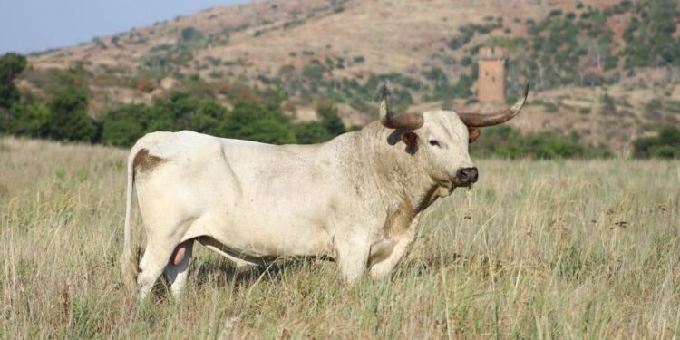 Wichita Mountains Wildlife Refuge sets 80th Annual Texas Longhorn Cattle Auction