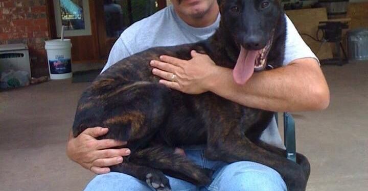 Fallen Lawton K-9 officer to be honored, recognized