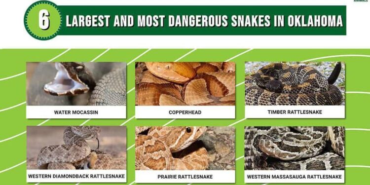 Snakes having a good year so far