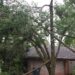 City of Lawton setting up tree collection site Saturday for storm debris