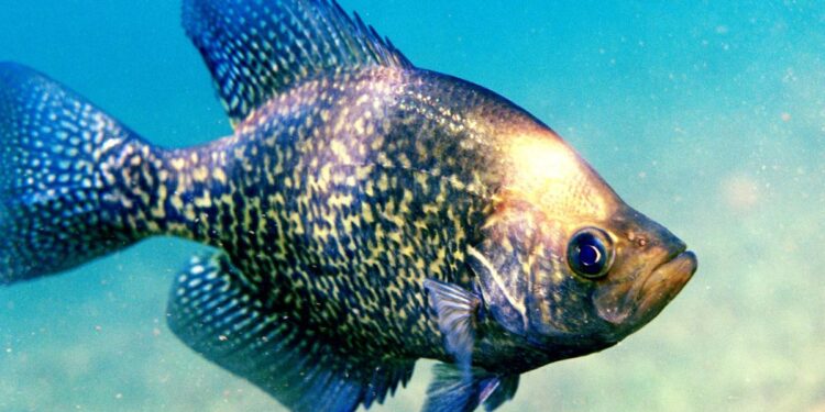 Free Fishing Days quickly approaching