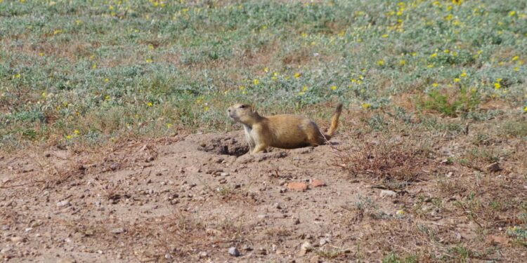 Biologists already doing prep work to move Lawton prairie dogs to Wichita Mountains Wildlife Refuge