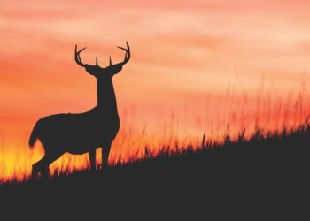 Brush up on Hunter Safety before season starts