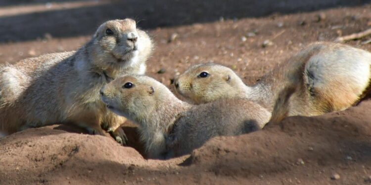 City prairie dogs may get a new home in the country
