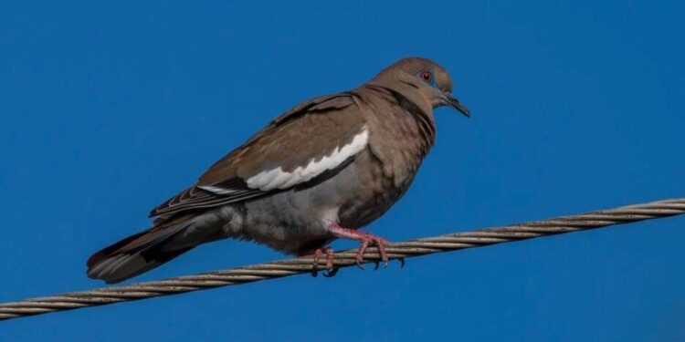 Dove opener kicks off hunting seasons