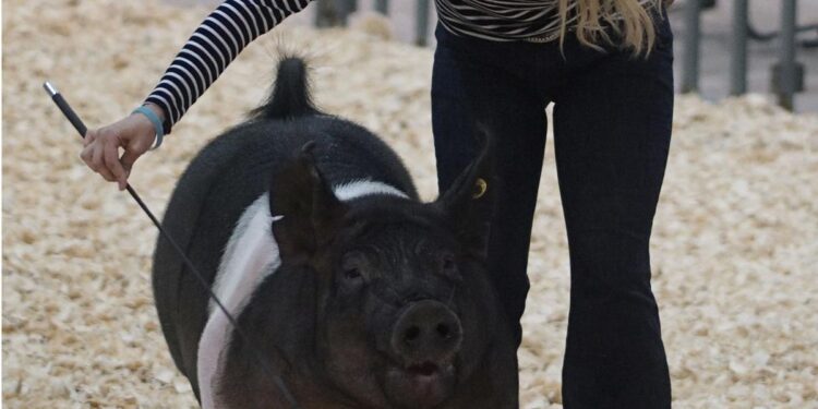 Farmhand Olympics returns to Comanche County Free Fair