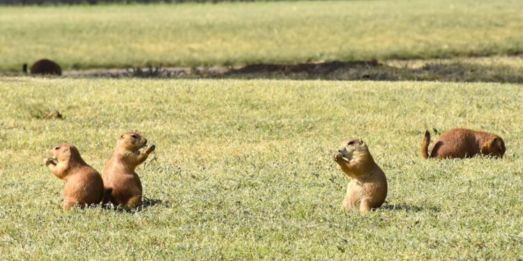 Some Lawton prairie dogs to be banished to wildlife refuge