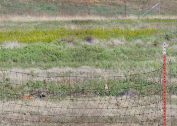 City prairie dogs making themselves at home in the Wichita Mountains