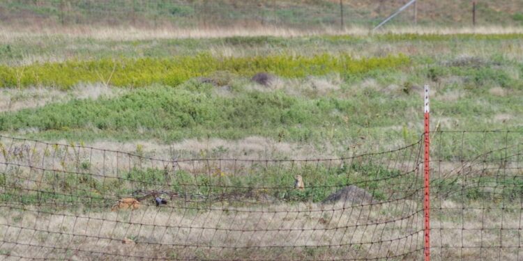 City prairie dogs making themselves at home in the Wichita Mountains