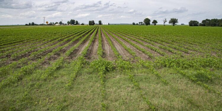 Farm bill stalled amid U.S. House speaker battle