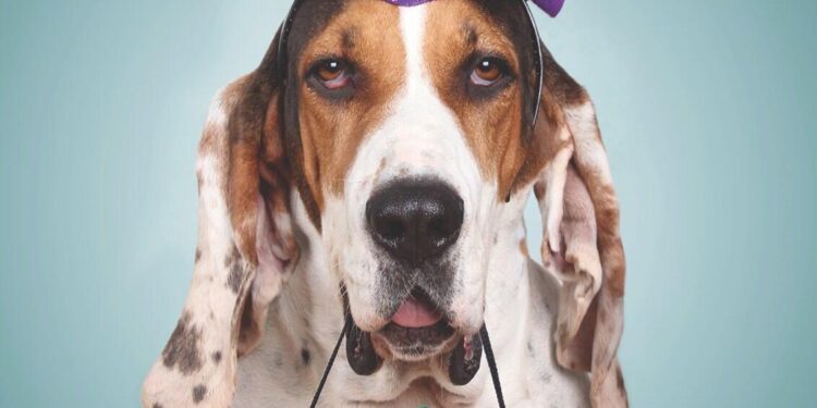 COLUMN: Making Halloween pet friendly