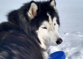 30 degrees? It's likely your dog can't be left outside if you live in Lawton