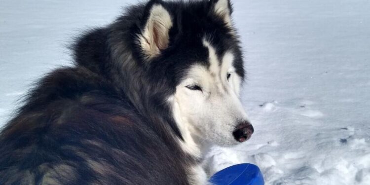 30 degrees? It's likely your dog can't be left outside if you live in Lawton