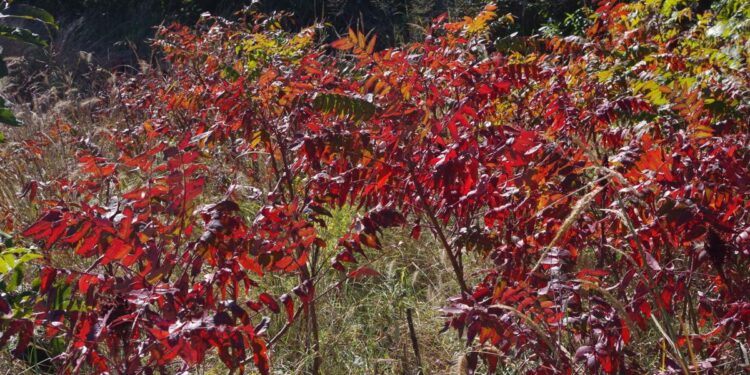 Fall Foliage walks to be held in refuge