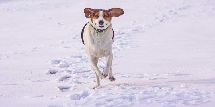 Lawton City Council to consider ban on keeping pets outside in the cold