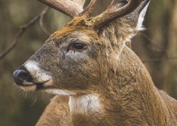 Oklahoma Deer season to begin Saturday