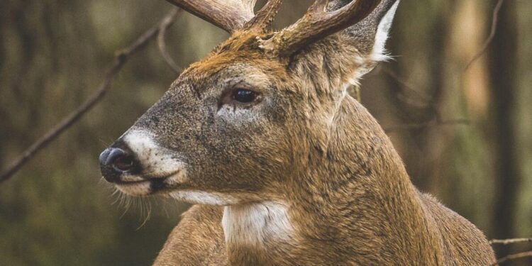 Oklahoma Deer season to begin Saturday