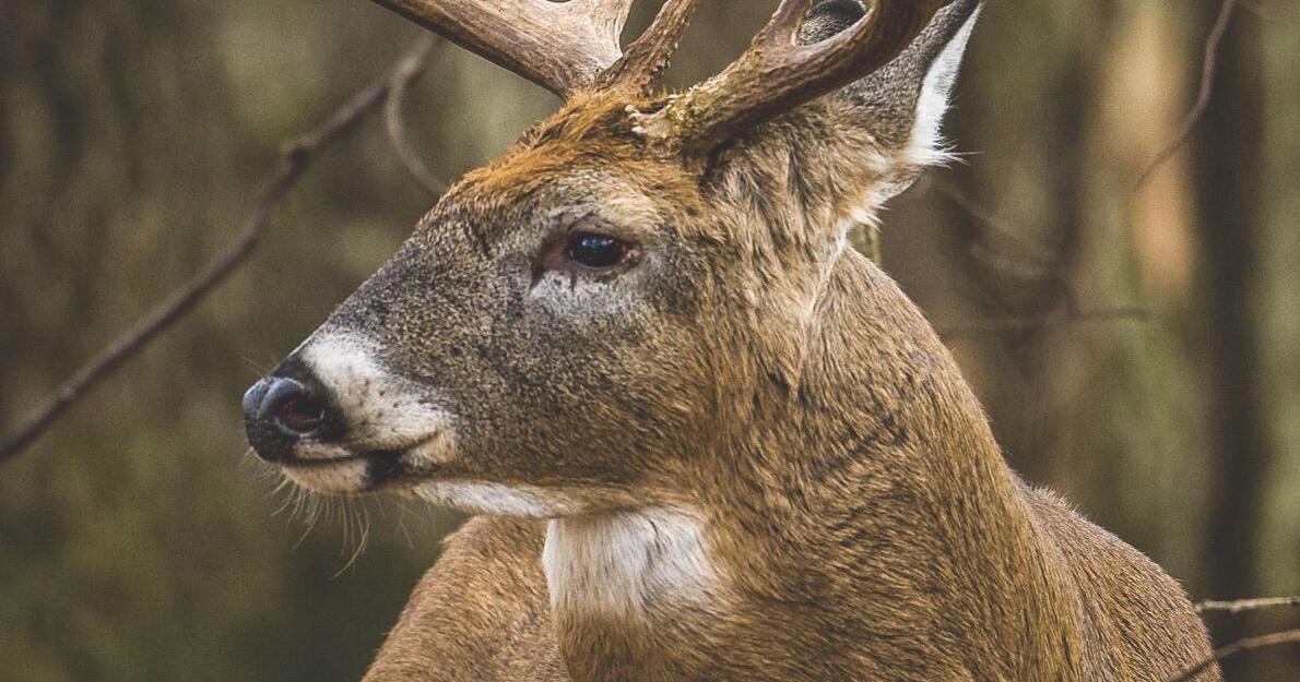 Antlerless Deer Zones - Oklahoma Hunting