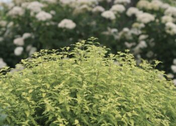 On Gardening: Put Sunshine Blue II in your garden for beauty and pollinators