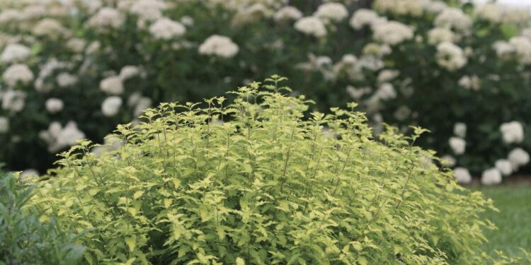 On Gardening: Put Sunshine Blue II in your garden for beauty and pollinators