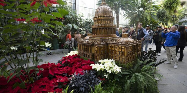 The checkered history of the poinsettia's namesake and the flower's origins get new attention