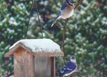 Tips for winter bird feeding