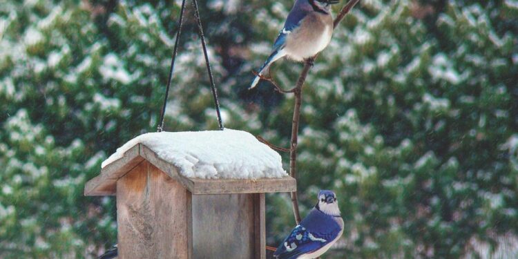 Tips for winter bird feeding