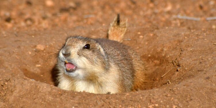 Elmer Thomas Elmo's prognostication raises eyebrows