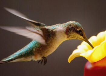 Controlled hunts application open April 1