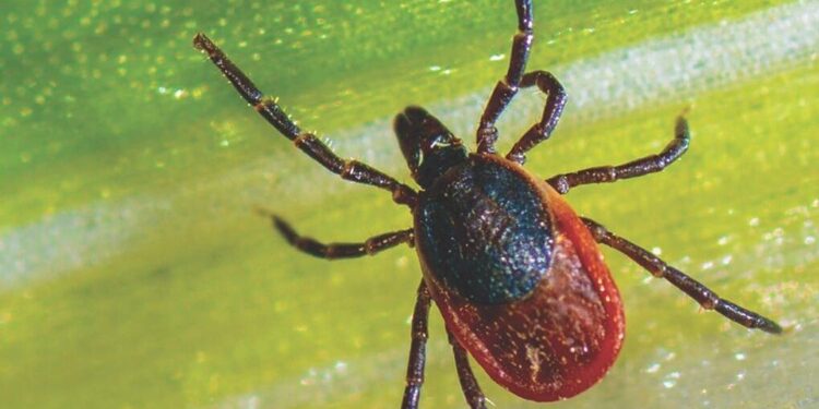 Ticks looking for a meal too