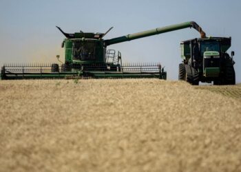 OSU wheat varieties perform under pressure during 2024 harvest