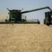 OSU wheat varieties perform under pressure during 2024 harvest