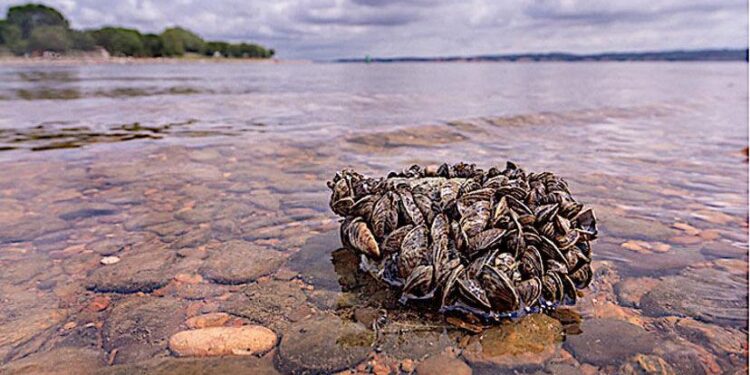 Zebra mussels found in Dave Boyer Lake