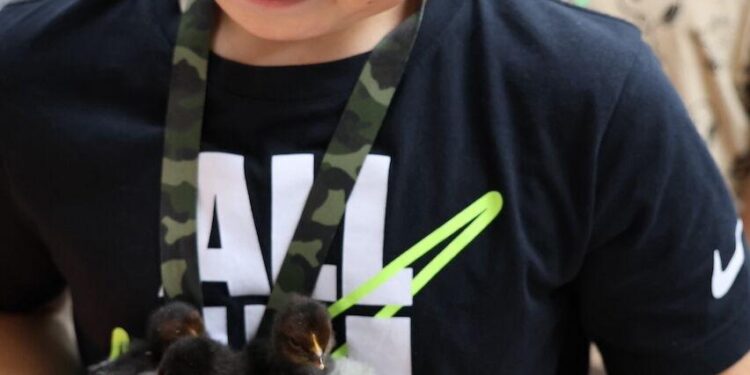 MacArthur Middle School welcomes four baby chicks