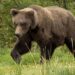 The chunkiest of chunks face off in Alaska's Fat Bear Week