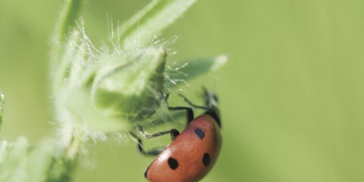 COLUMN: Insects: Pest or Friend?