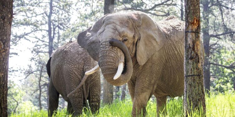 Can an elephant sue to leave a zoo? Colorado's top court must now decide