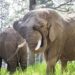 Can an elephant sue to leave a zoo? Colorado's top court must now decide