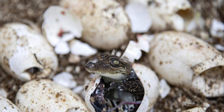 How a nearly extinct crocodile species returned from the brink in Cambodia