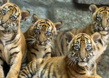 Polish zoo celebrates the birth of 4 Sumatran tigers, a critically endangered species