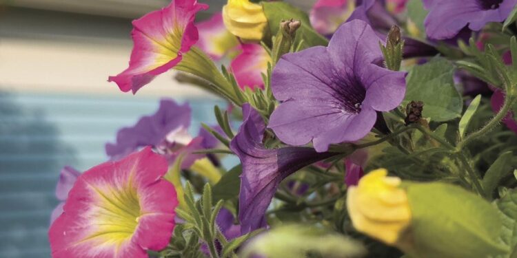 COUMN: Understanding the parts of a plant