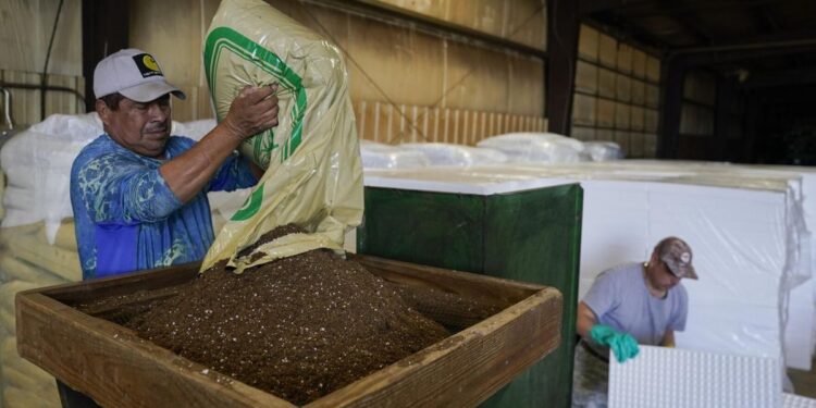 California's Central Valley growers and farmworkers fear mass deportations if Trump wins election