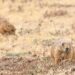 City has begun poisoning prairie dogs