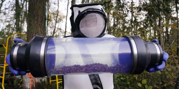 Invasive 'murder hornets' are wiped out in the US, officials say