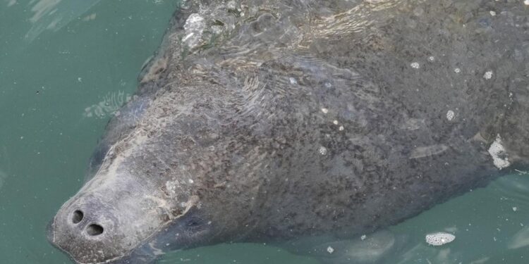 Manatees congregate in warm waters near power plants as US winter storms graze Florida