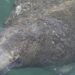 Manatees congregate in warm waters near power plants as US winter storms graze Florida