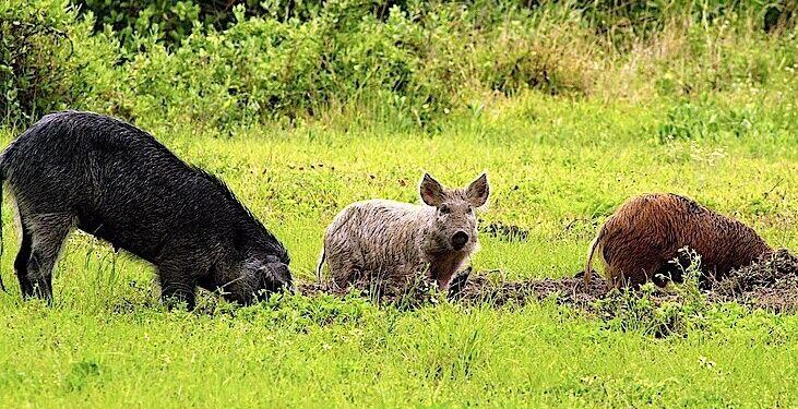 Refuge to conduct aerial control of feral swine