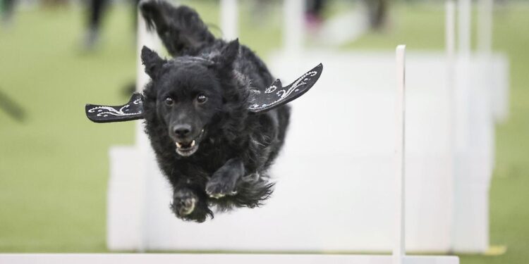Call it the Dog Bowl. Westminster show's canine athletes get their piece of Super Bowl weekend