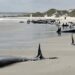 Experts give up hope for 157 false killer whales stranded on a beach in Australia's Tasmania state