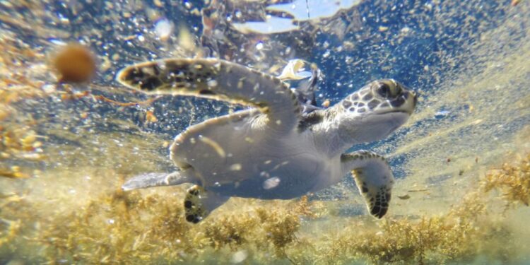 Scientists solve the mystery of sea turtles' 'lost years'